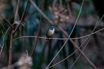 冬に会えるルリビタキ