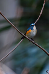 冬に会えるルリビタキ