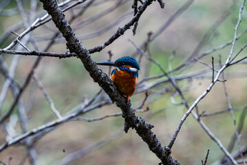 青い鳥のカワセミ