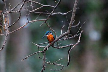 青い鳥のカワセミ