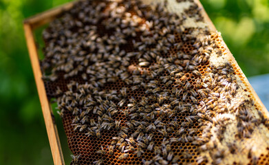 Bees swarming on honeycomb in apiary in the springtime