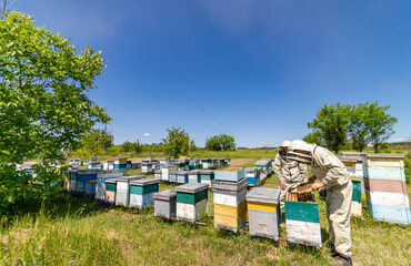 Beekeeper is working with bees and beehives on the apiary. Bees on honeycombs.