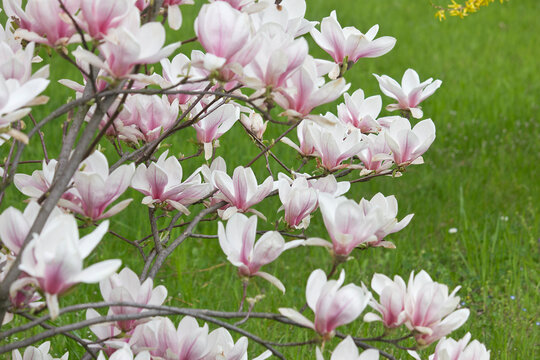 flowers of a white and pink magnolia close-up on a branch against a background of grass. Sulanja magnolia in bloom