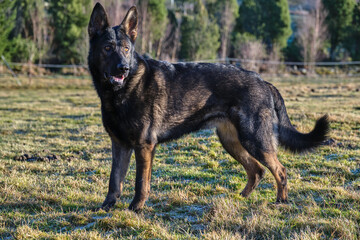 beautiful gray German Shepherd dog in a meadow in Sweden countryside