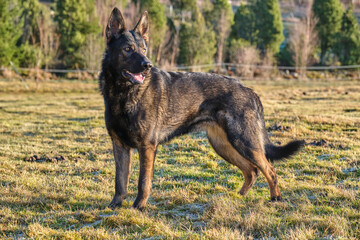 beautiful gray German Shepherd dog in a meadow in Sweden countryside