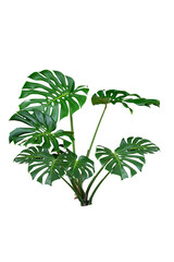 monstera leaves plants © raviwan