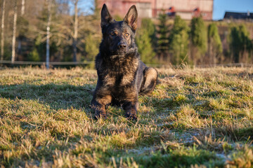 beautiful gray German Shepherd dog in a meadow in Sweden countryside
