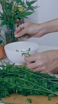 Vertical. Sorting fiddlehead ferns by hand to make pako salad, a local Filipino delicacy showing the authentic daily home life and culinary heritage