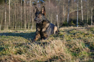 beautiful gray German Shepherd dog in a meadow in Sweden countryside