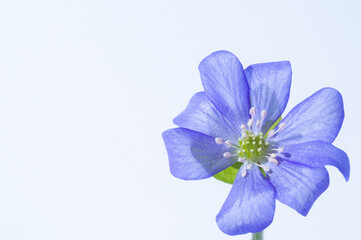 Macro blue liverwort flower isolated on a white background. Springtime concept and copy space