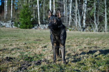 beautiful gray German Shepherd dog in a meadow in Sweden countryside