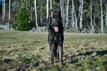 beautiful gray German Shepherd dog in a meadow in Sweden countryside