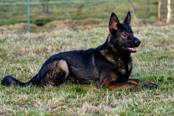 beautiful gray German Shepherd dog in a meadow in Sweden countryside