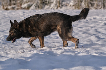 A beautiful German Shepherd dog is playing on a snowy meadow in Bredebolet in Skaraborg in Sweden in winter in February