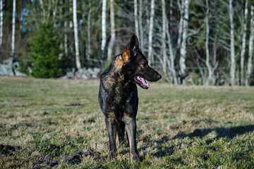 beautiful gray German Shepherd dog in a meadow in Sweden countryside