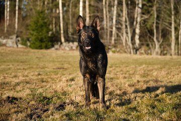 beautiful gray German Shepherd dog in a meadow in Sweden countryside