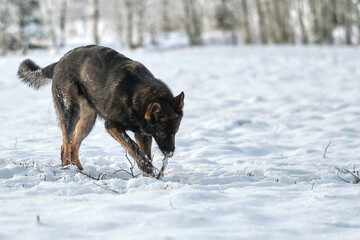 A beautiful German Shepherd dog is playing on a snowy meadow in Bredebolet in Skaraborg in Sweden in winter in February