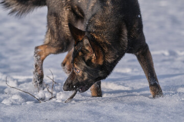 A beautiful German Shepherd dog is playing on a snowy meadow in Bredebolet in Skaraborg in Sweden in winter in February