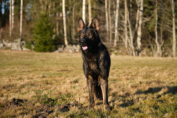 beautiful gray German Shepherd dog in a meadow in Sweden countryside