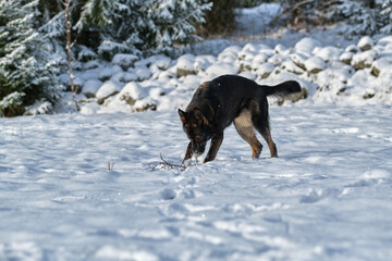A beautiful German Shepherd dog is playing on a snowy meadow in Bredebolet in Skaraborg in Sweden in winter in February