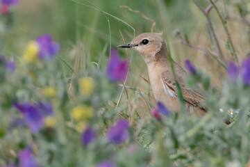 bird and flowers