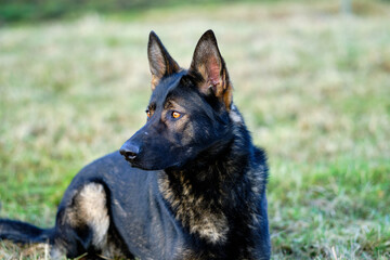 beautiful gray German Shepherd dog in a meadow in Sweden countryside