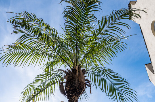 phoenix roebelenii. Pygmi date palm. Palmae (arecaceae). Robellini palm.