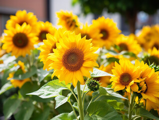 A stunning sunflower garden shines brightly with its vibrant yellow hues.