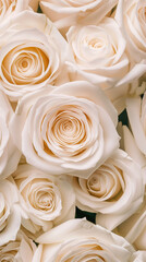 White roses background, Many white flowers on a blurred background