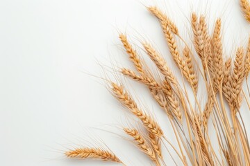 Fototapeta premium An ear of wheat isolated on transparent or white background.