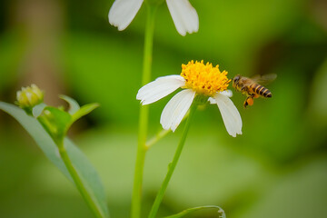 bee on camomile