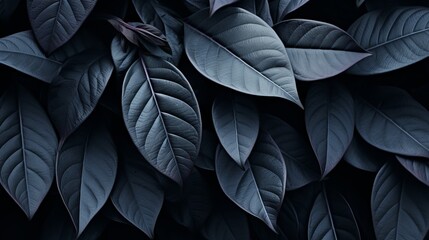 Abstract black leaf textures for tropical leaf background with flat lay and copy space concept.