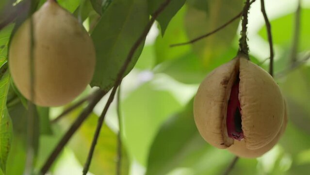 Mature nutmeg fruit with mace ready for harvest on farm, ripe aromatic spice