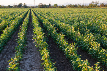 Fototapeta na wymiar Soybeans growing in a field, agriculture