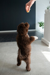 Puppy Yorkiepoo jumping reaches out to the owner's hand, who gives her a tasty treat. Cute designer...