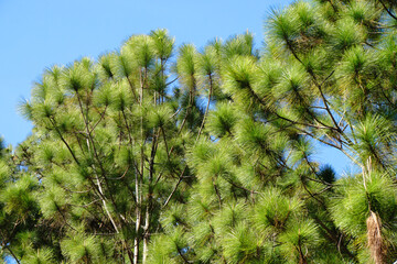 Pine Tree Forest Green Nature and Sky blue background - Shooting from at Phu Kradueng National Park Loei Thailand 