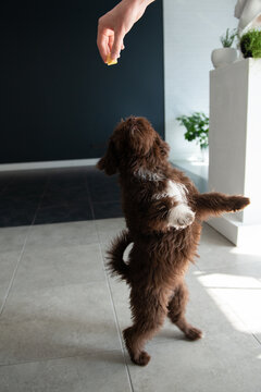 Puppy Yorkiepoo jumping reaches out to the owner's hand, who gives her a tasty treat. Cute designer breed little dog, yorkshire terrier and poodle mix. Adorable pet's indoor portrait