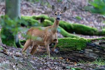 Beautiful deer in the forest. Deer in the forest. 