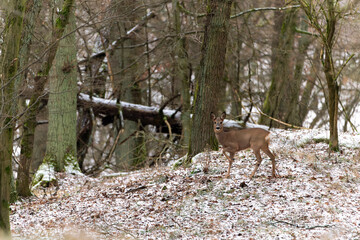 Roe deer in the forest in winter. Deer in the snow