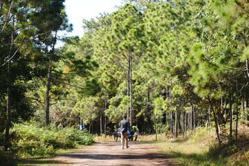 Trekker walking on Phu Kradueng National Park with Pine Tree Forest Green Nature and Sky blue background - Shooting from at  Loei Thailand 