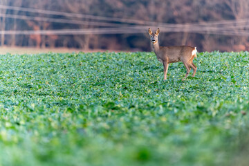 Beautiful deer in the field. Deer in the meadow