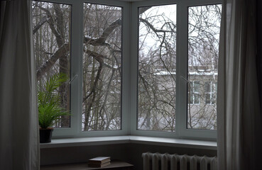 View from the window, tree branches without leaves.