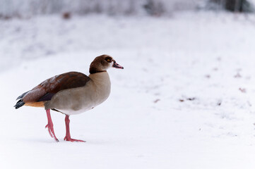 Egyptian goose (Alopochen aegyptiaca) in the winter in nature. Duck in snow