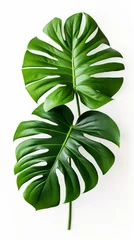 Fototapete Monstera Stock image of a lush Monstera Deliciosa on a white background, large leaves, and vibrant green color Generative AI