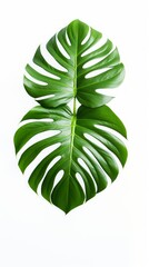 Stock image of a Swiss Cheese Plant on a white background, iconic, holey leaves, trendy and attention-grabbing Generative AI