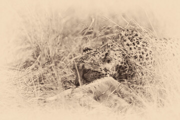 cheetah  in the vast wilderness of Africa © Herbert