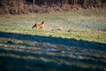 Red fox on the field. Red fox (Vulpes vulpes)