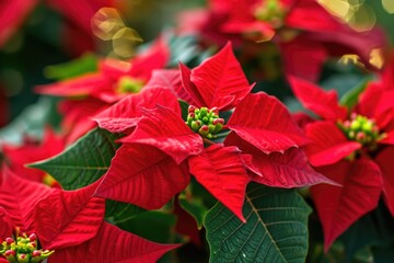 Vibrant Closeup: Red Poinsettia Flowers for Seasonal Christmas Decor and Holiday Background
