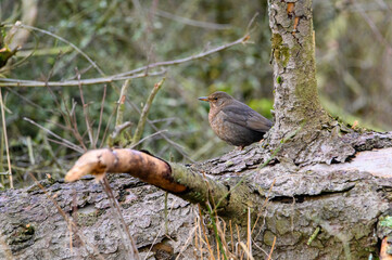 BLACKBIRD blackbird (Turdus merula merula) on the branch in the forest 