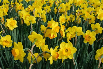 daffodils in spring